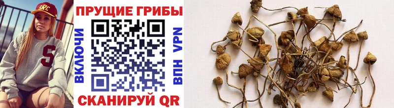 Псилоцибиновые грибы GOLDEN TEACHER  закладки  Агрыз 